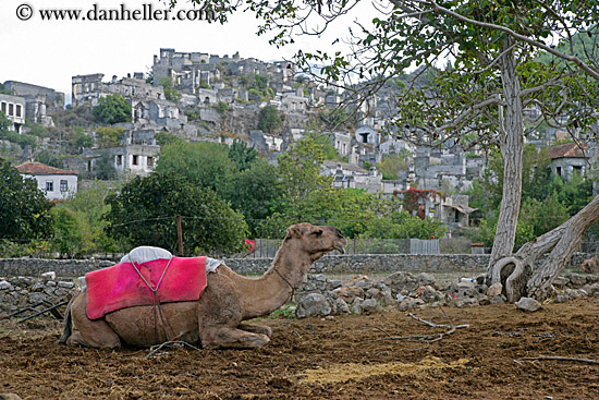 camel-n-village-3.jpg