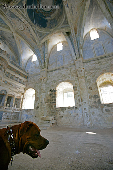 dog-in-church-ruin.jpg