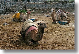camels, europe, horizontal, kaya koy, lounging, turkeys, photograph