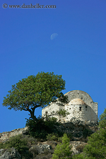 moon-tree-n-building-1.jpg