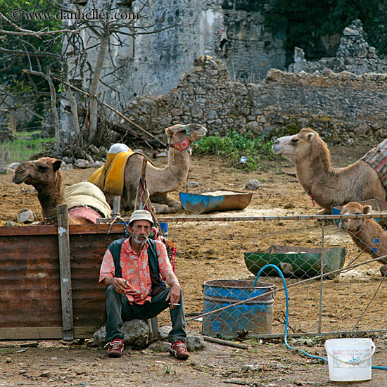 shepherd-w-camels.jpg