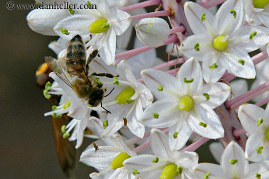 bee-on-flowers.jpg