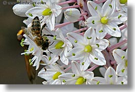 bees, europe, flowers, horizontal, turkeys, photograph