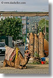 images/Europe/Turkey/Myra/camel-1.jpg