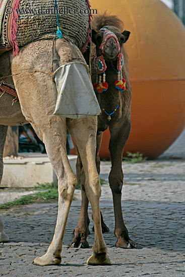 camel-2.jpg