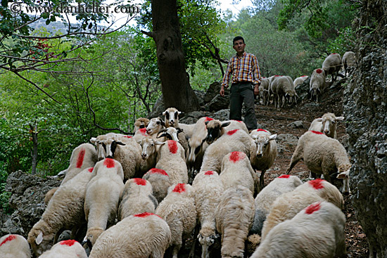 sheep-n-shepherd-1.jpg
