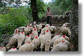 europe, horizontal, people, sheep, shepherd, turkeys, photograph