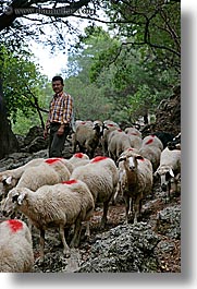 images/Europe/Turkey/People/sheep-n-shepherd-2.jpg
