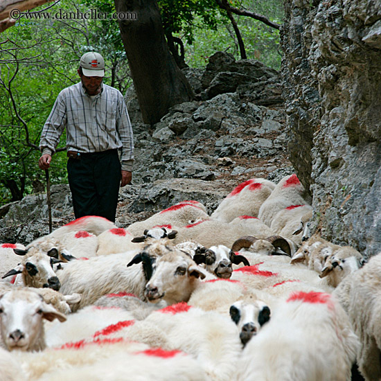 sheep-n-shepherd-3.jpg