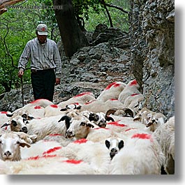 images/Europe/Turkey/People/sheep-n-shepherd-3.jpg