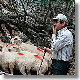 europe, people, sheep, shepherd, square format, turkeys, photograph