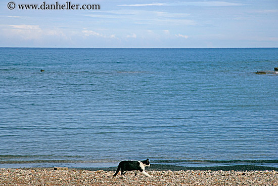 cat-on-beach.jpg