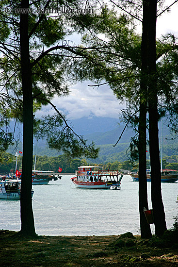 harbor-through-trees.jpg