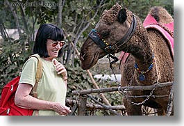 beryl, camels, europe, horizontal, laugh, senior citizen, sunglasses, tourists, turkeys, womens, photograph