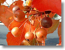images/Fujipix/2800-a/crab-apples-macro.jpg