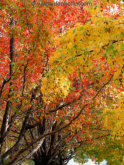 fall-trees-6.jpg