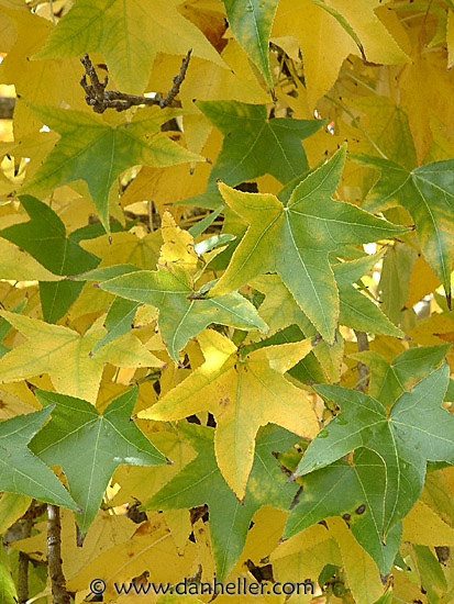 green-yellow-leaves.jpg