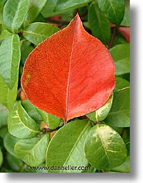 fujipix, orange, horizontal, leaf, fujipix, orange, leaf, photograph