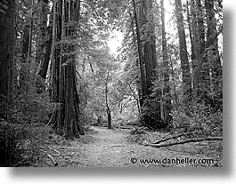 woods, black and white, fujipix, muir, horizontal, woods, black and white, muir, fujipix, photograph