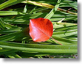 plants, fujipix, red, horizontal, leaf, plants, fujipix, red, leaf, photograph