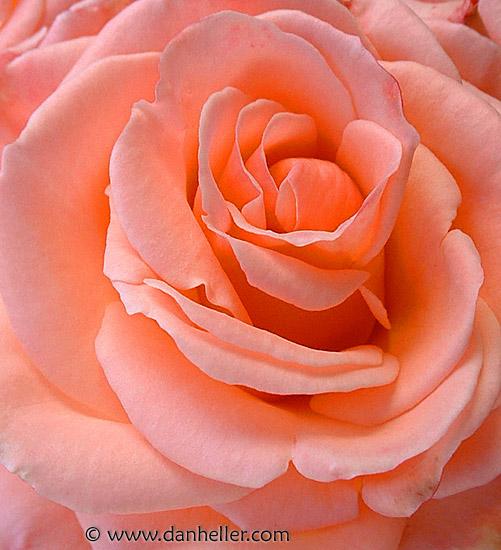rose-closeup-2.jpg