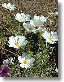 flowers, white, plants, fujipix, horizontal, flowers, white, plants, fujipix, photograph