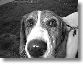 black and white, pooches, fujipix, nose, horizontal, dogs, black and white, fujipix, nose, dogs, photograph