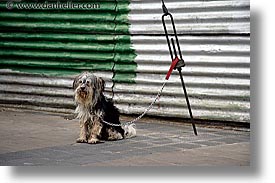 argentina, buenos aires, dogs, horizontal, la boca, latin america, leashed, photograph