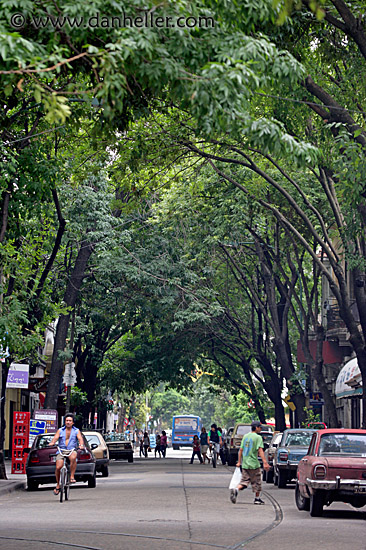 tree-tunnel.jpg