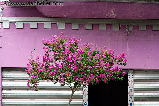 pink-tree.jpg