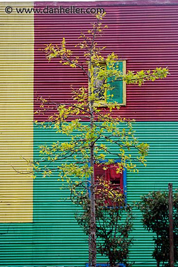 tree-n-painted-wall.jpg