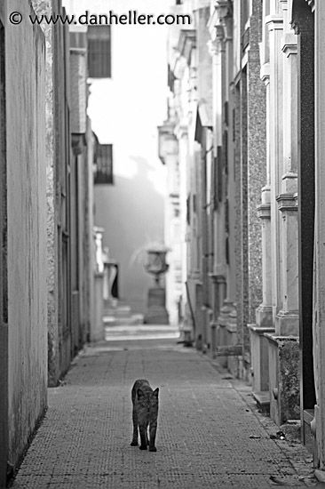 cat-alley-1.jpg
