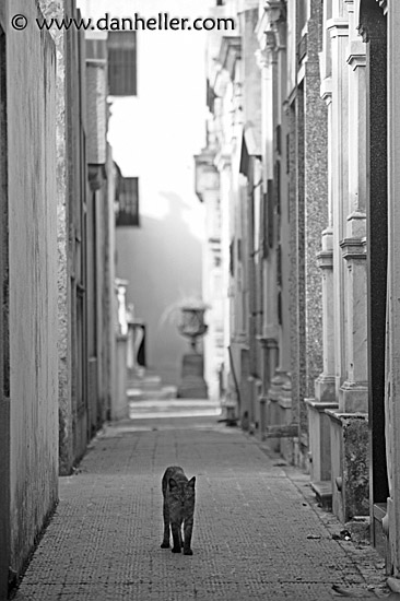 cat-alley-1.jpg