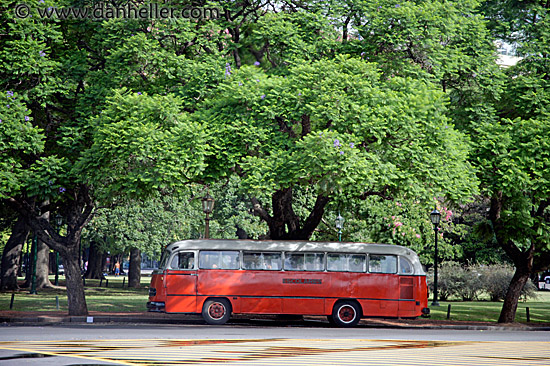 bus-n-trees.jpg