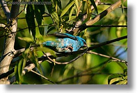 animals, argentina, blues, dacknish, horizontal, iguazu, latin america, photograph