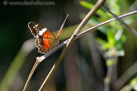 butterfly-1.jpg