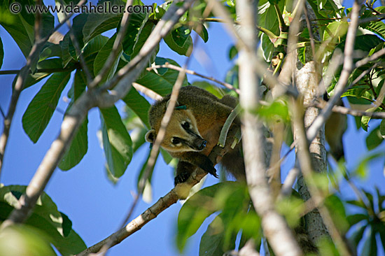 coati-mundi-1.jpg