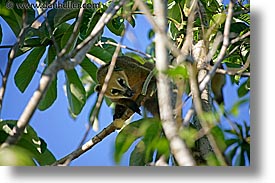 animals, argentina, coati, horizontal, iguazu, latin america, mundi, photograph