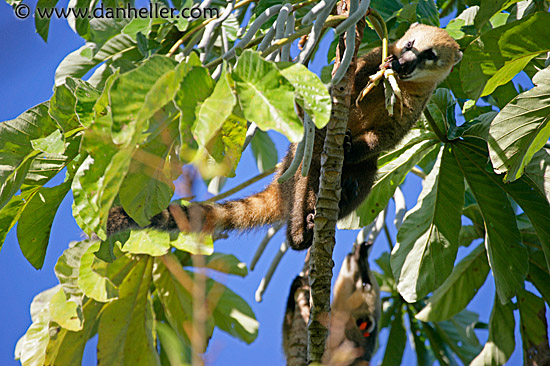 coati-mundi-2.jpg