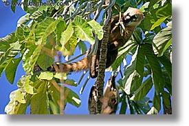 animals, argentina, coati, horizontal, iguazu, latin america, mundi, photograph