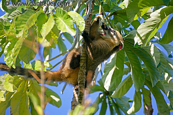 coati-mundi-3.jpg