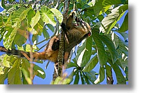 animals, argentina, coati, horizontal, iguazu, latin america, mundi, photograph