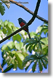 animals, argentina, elegant, iguazu, latin america, trogan, vertical, photograph