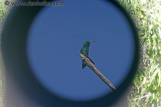glittering-bellied-emerald-hummingbird.jpg