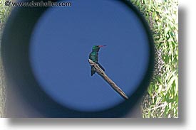 animals, argentina, bellied, emerald, gliterring, glittering, horizontal, hummingbird, iguazu, latin america, photograph