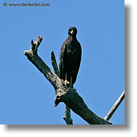 animals, argentina, black, great, hawk, iguazu, latin america, square format, photograph