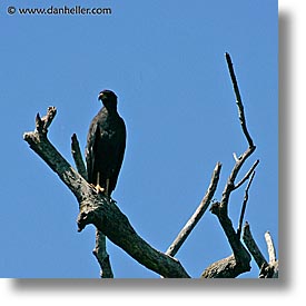 animals, argentina, black, great, hawk, iguazu, latin america, square format, photograph