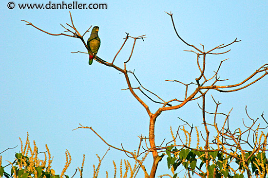 green-parrot-1.jpg