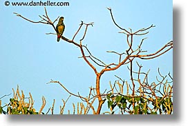 animals, argentina, green, horizontal, iguazu, latin america, parrots, photograph