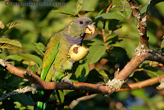 green-parrot-2.jpg